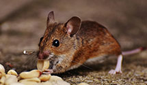 24 Hour & Emergency Exterminators in Parkland, PA